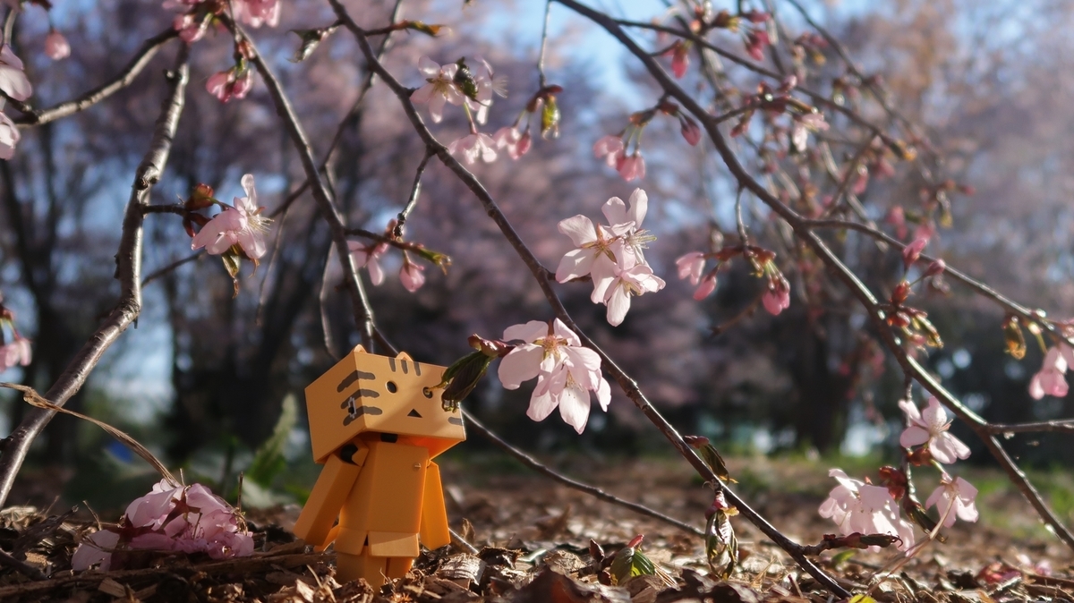 f:id:shirokumapanda:20190615235635j:plain