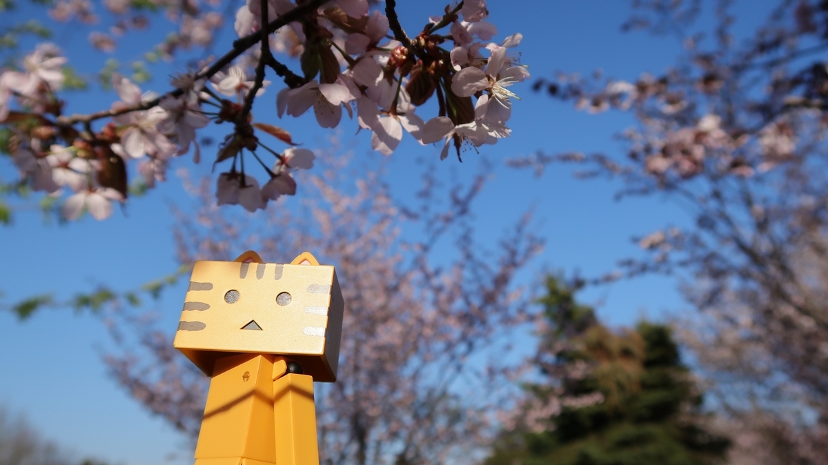 f:id:shirokumapanda:20190615235848j:plain