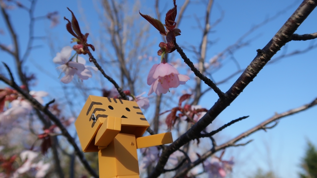 f:id:shirokumapanda:20190615235854j:plain