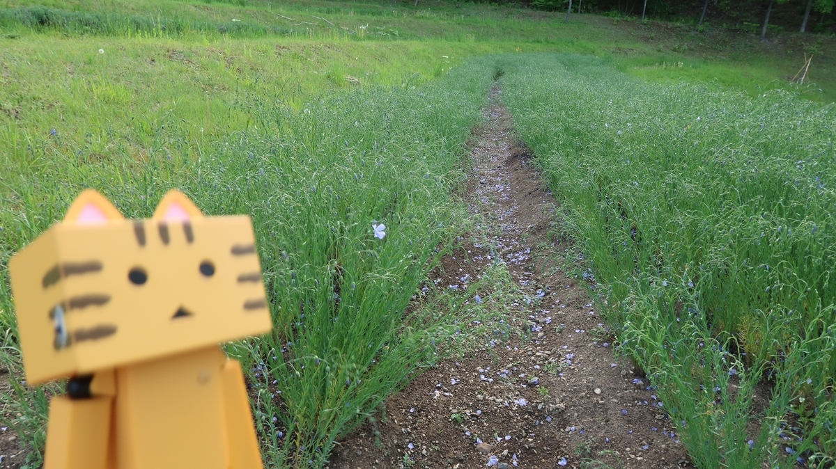 f:id:shirokumapanda:20190618230337j:plain f:id:shirokumapanda:20190618230337j:plain
