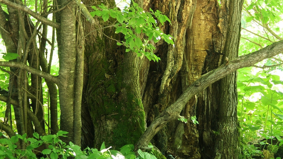 f:id:shirokumapanda:20190625233923j:plain