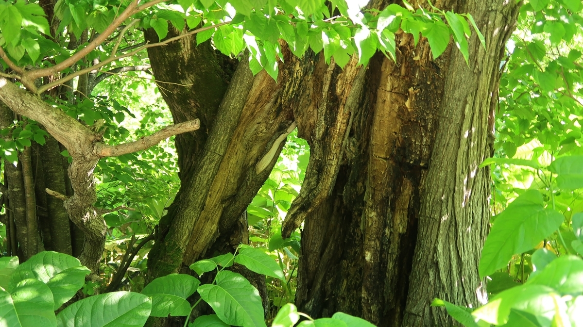 f:id:shirokumapanda:20190625233929j:plain