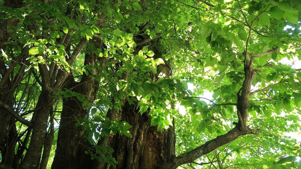 f:id:shirokumapanda:20190625233935j:plain