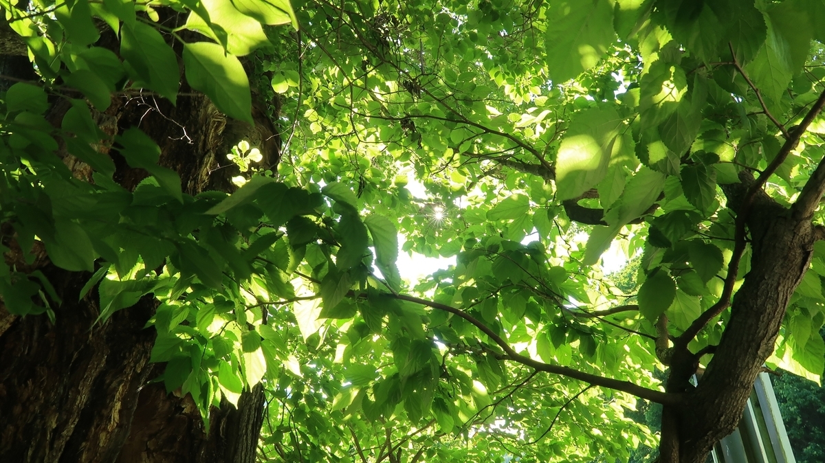 f:id:shirokumapanda:20190625233947j:plain