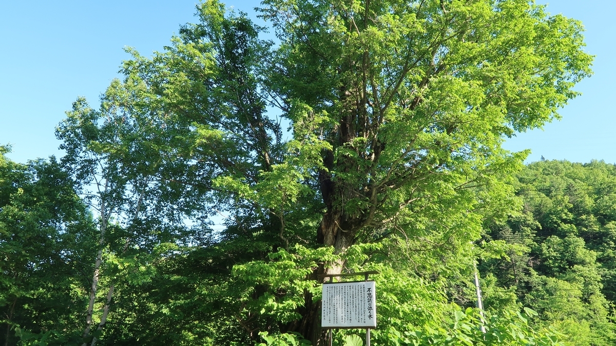 占冠村 不思議な泣く木のある風景 北海道ミテミル イッテミル 北海道観光スポット巡り旅