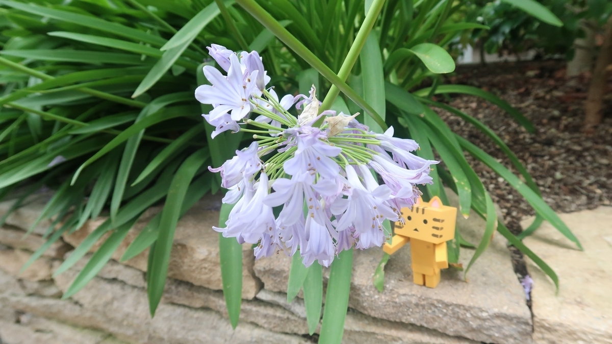 f:id:shirokumapanda:20190703005612j:plain f:id:shirokumapanda:20190703005612j:plain