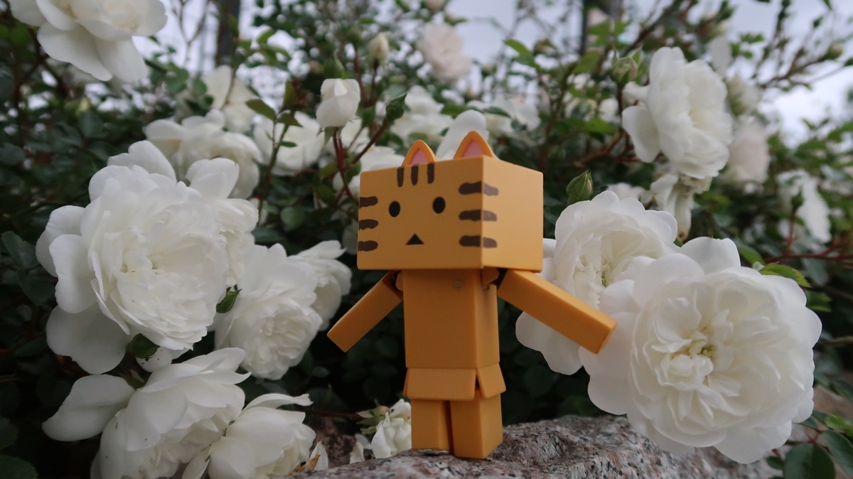 f:id:shirokumapanda:20190703005759j:plain f:id:shirokumapanda:20190703005759j:plain