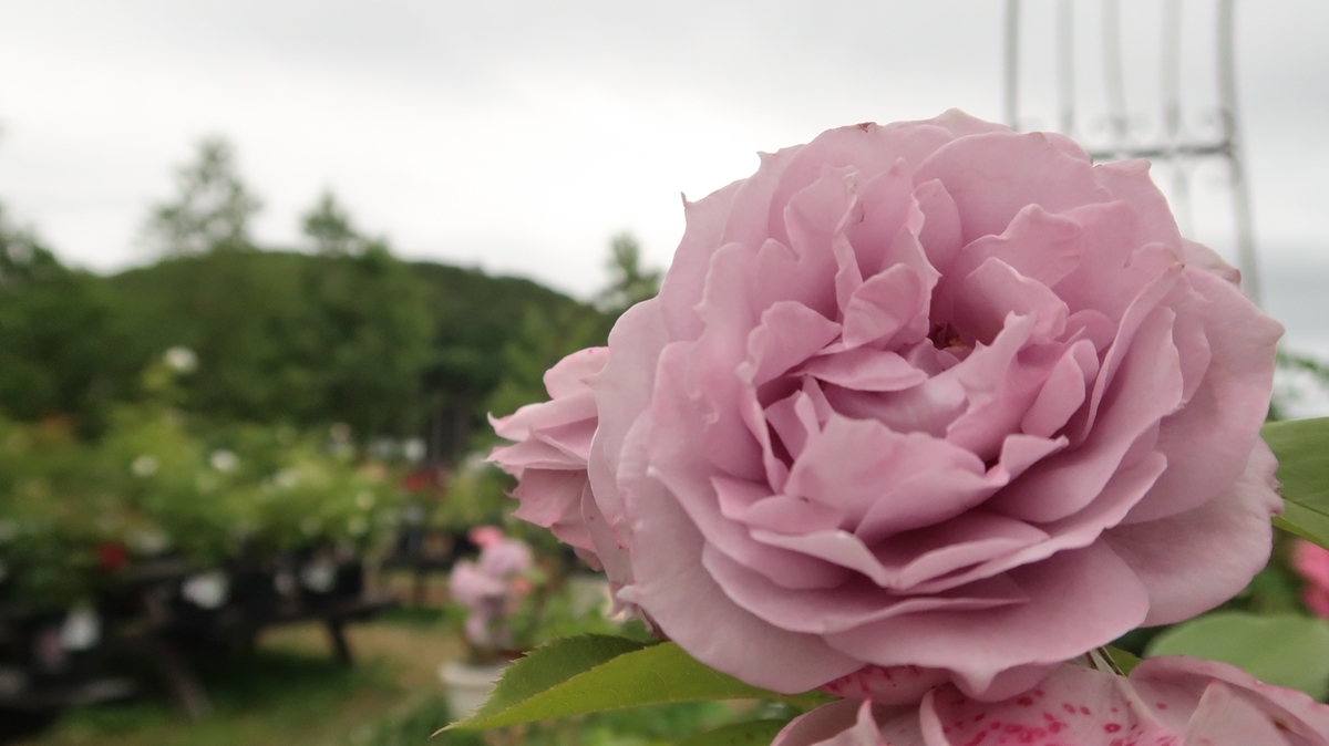 f:id:shirokumapanda:20190703005847j:plain f:id:shirokumapanda:20190703005847j:plain