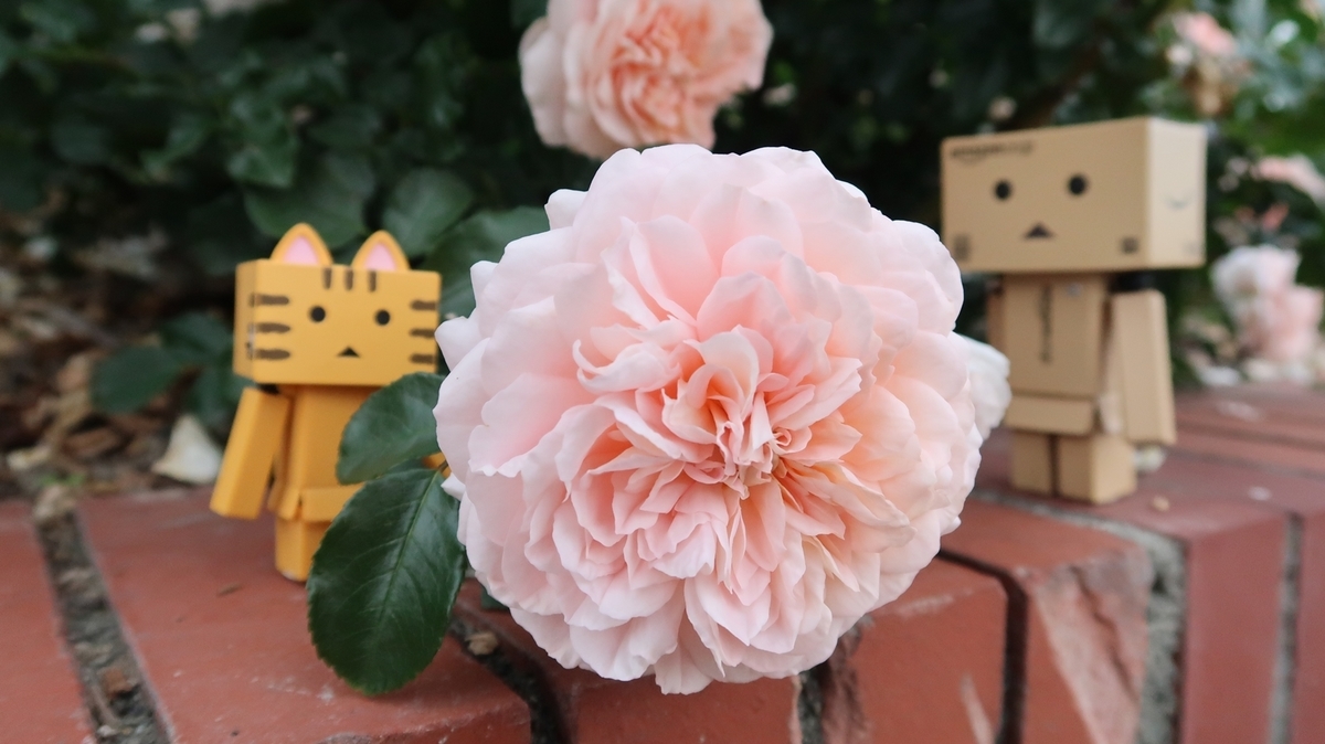 f:id:shirokumapanda:20190703005916j:plain f:id:shirokumapanda:20190703005916j:plain