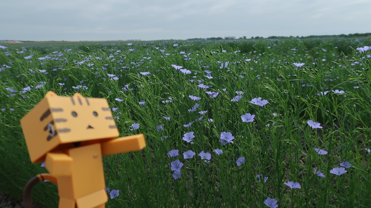 f:id:shirokumapanda:20190708233317j:plain