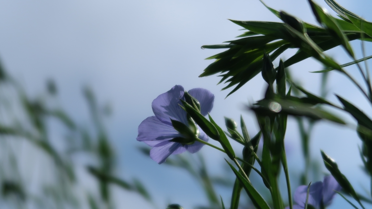 f:id:shirokumapanda:20190708233333j:plain