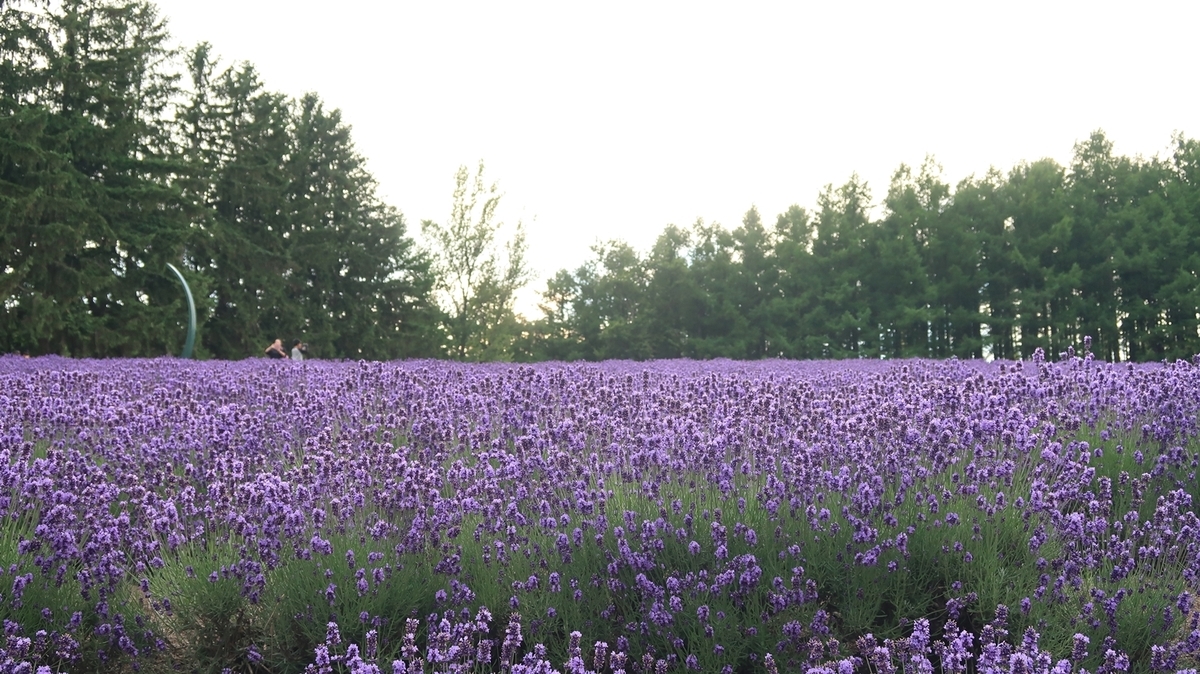 f:id:shirokumapanda:20190715233208j:plain f:id:shirokumapanda:20190715233208j:plain