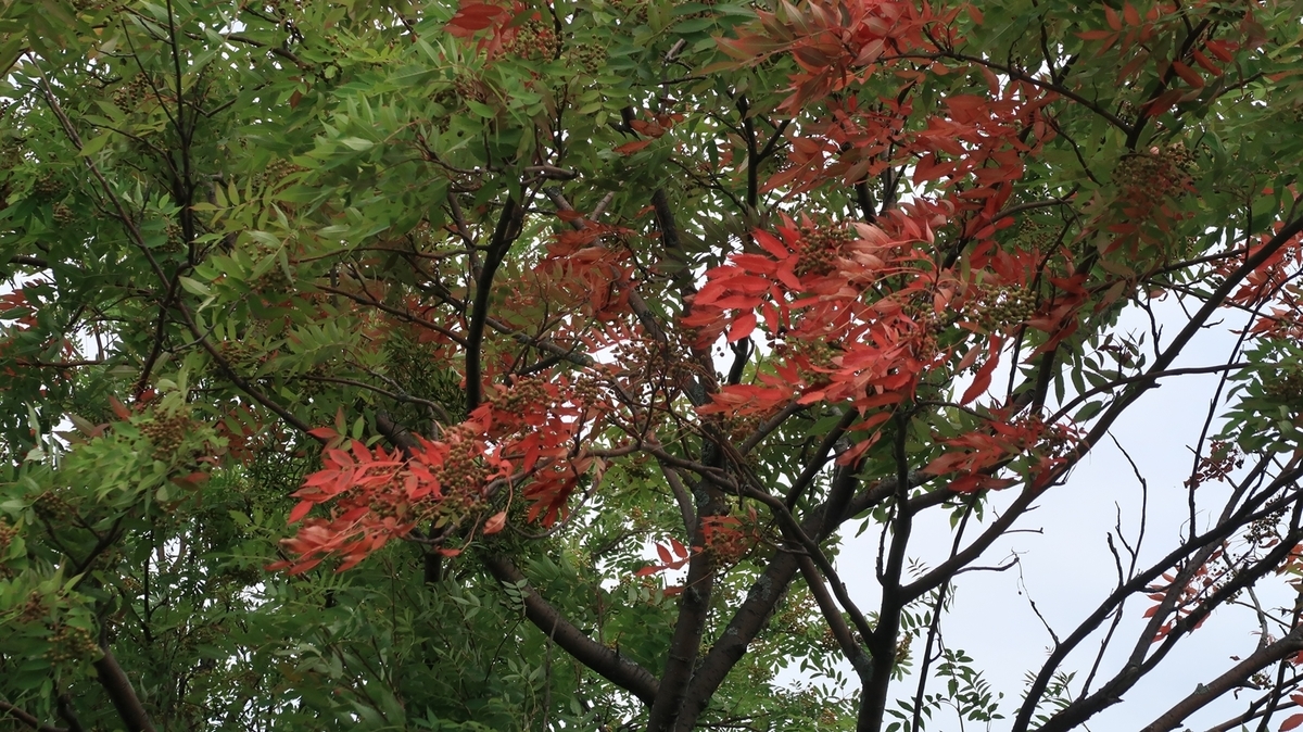 f:id:shirokumapanda:20190804005255j:plain