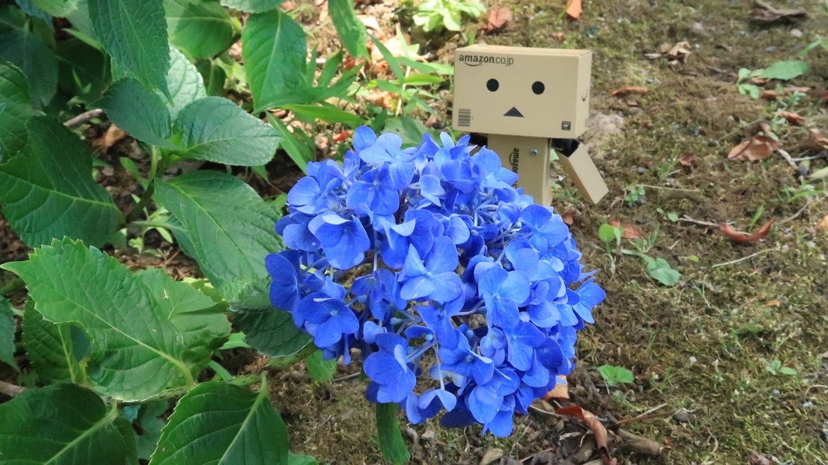 f:id:shirokumapanda:20190808010227j:plain