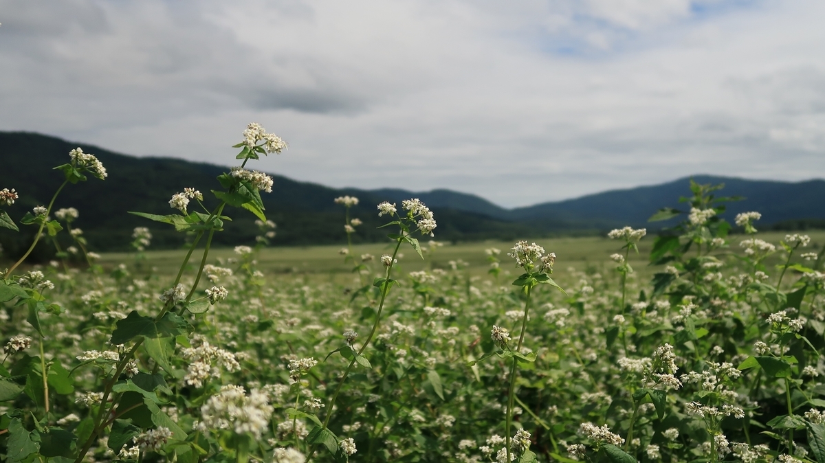 f:id:shirokumapanda:20190817221008j:plain