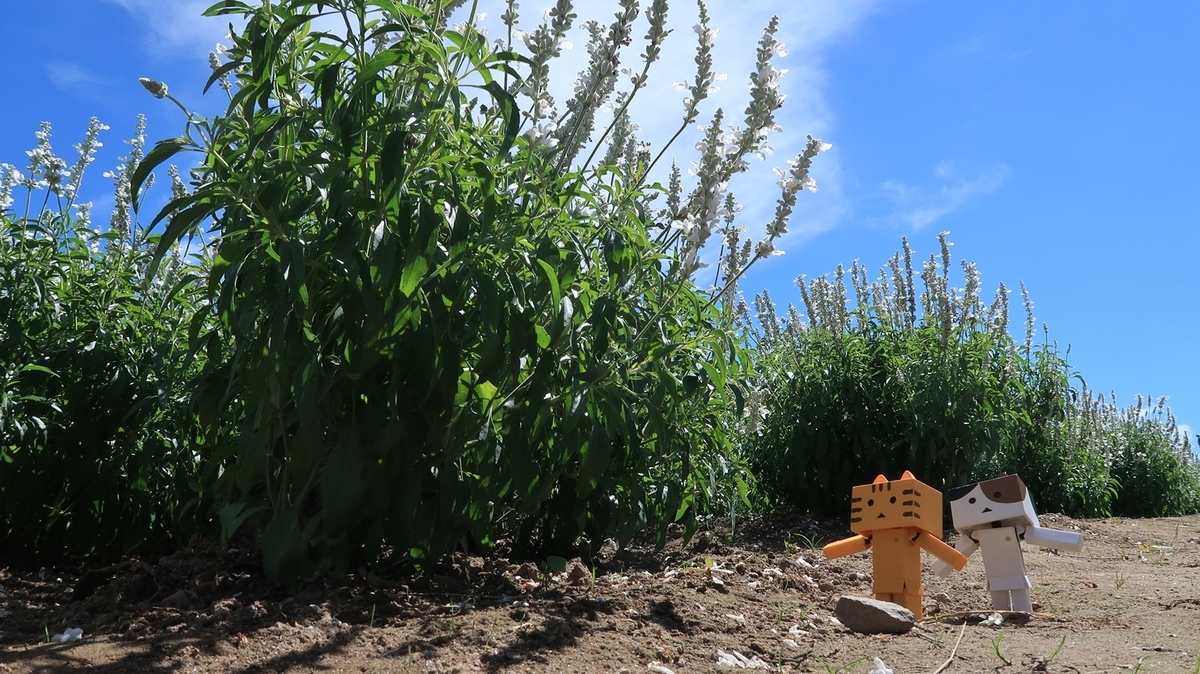 f:id:shirokumapanda:20190818002414j:plain