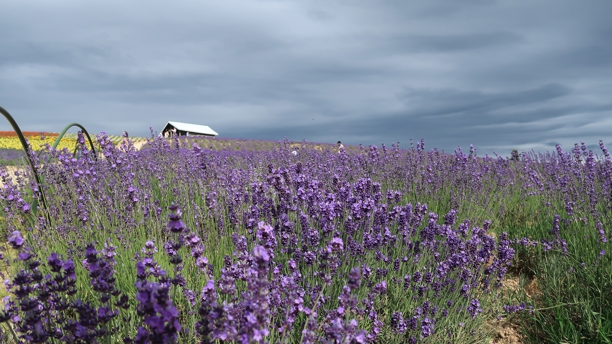 f:id:shirokumapanda:20190823003643j:plain f:id:shirokumapanda:20190823003643j:plain