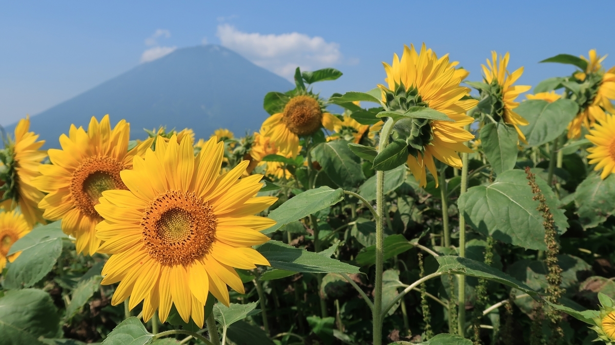 f:id:shirokumapanda:20190904232802j:plain