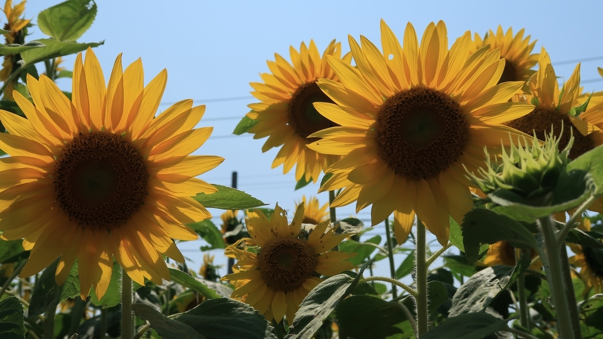 f:id:shirokumapanda:20190904232828j:plain