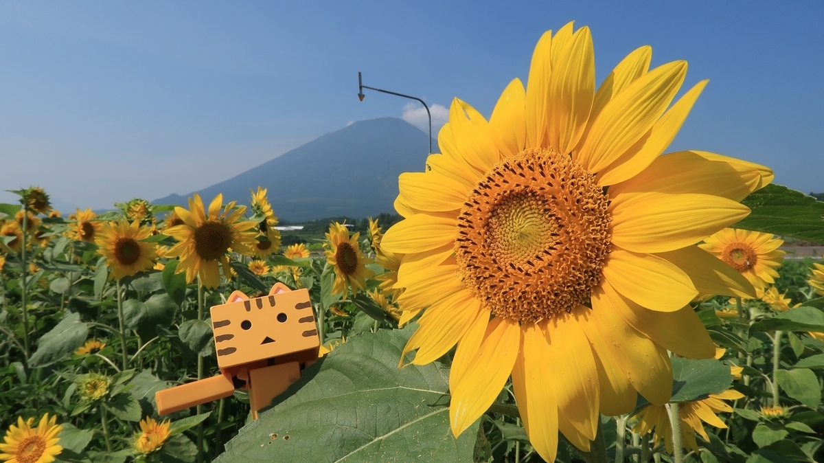 f:id:shirokumapanda:20190904232930j:plain