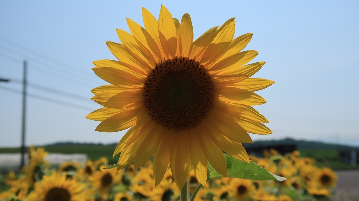 f:id:shirokumapanda:20190904232946j:plain