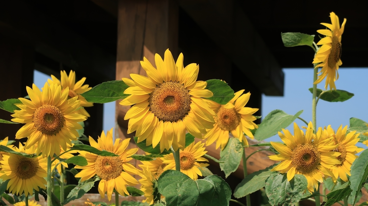 f:id:shirokumapanda:20190904233013j:plain