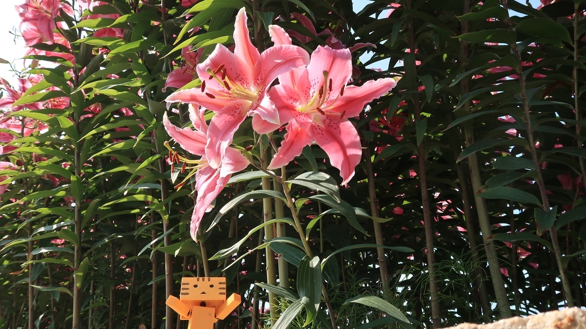 f:id:shirokumapanda:20190916233200j:plain