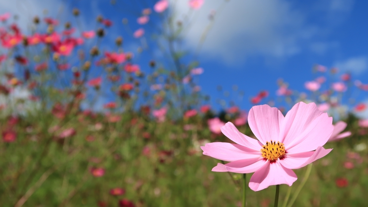 f:id:shirokumapanda:20190924004703j:plain f:id:shirokumapanda:20190924004703j:plain