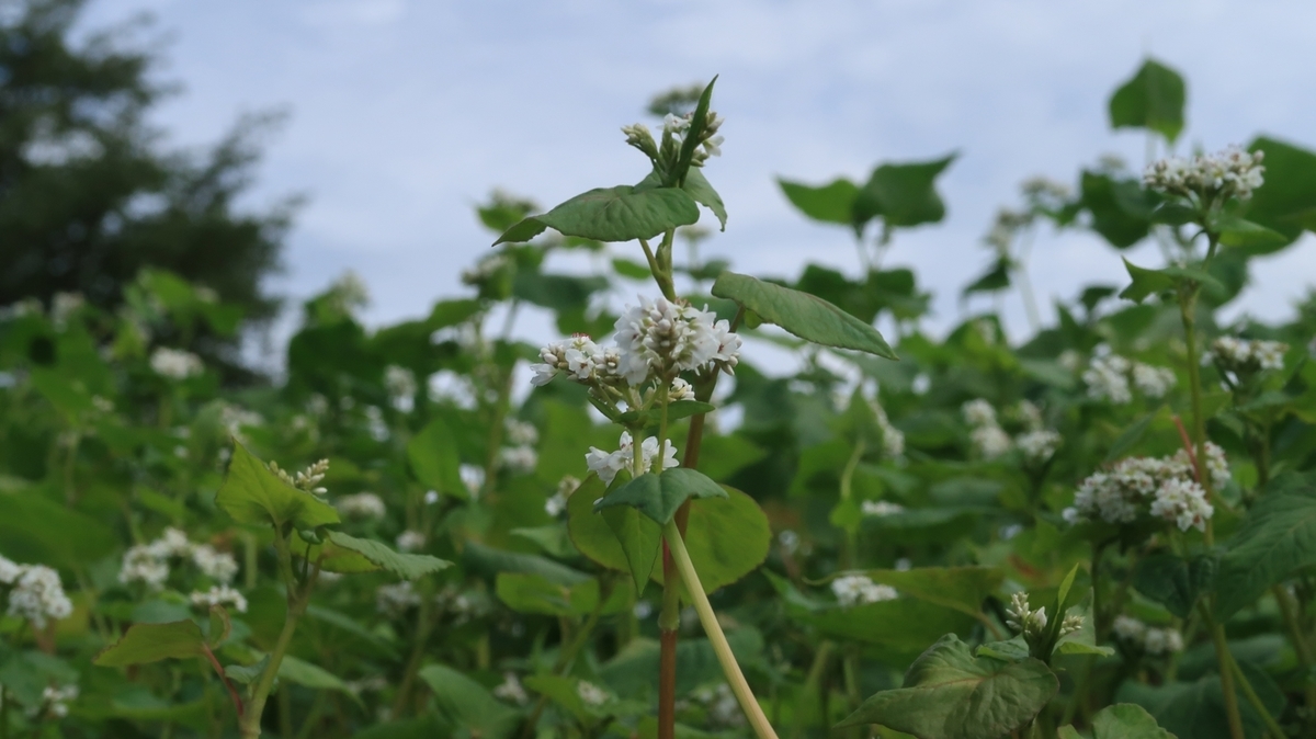 f:id:shirokumapanda:20191003022138j:plain