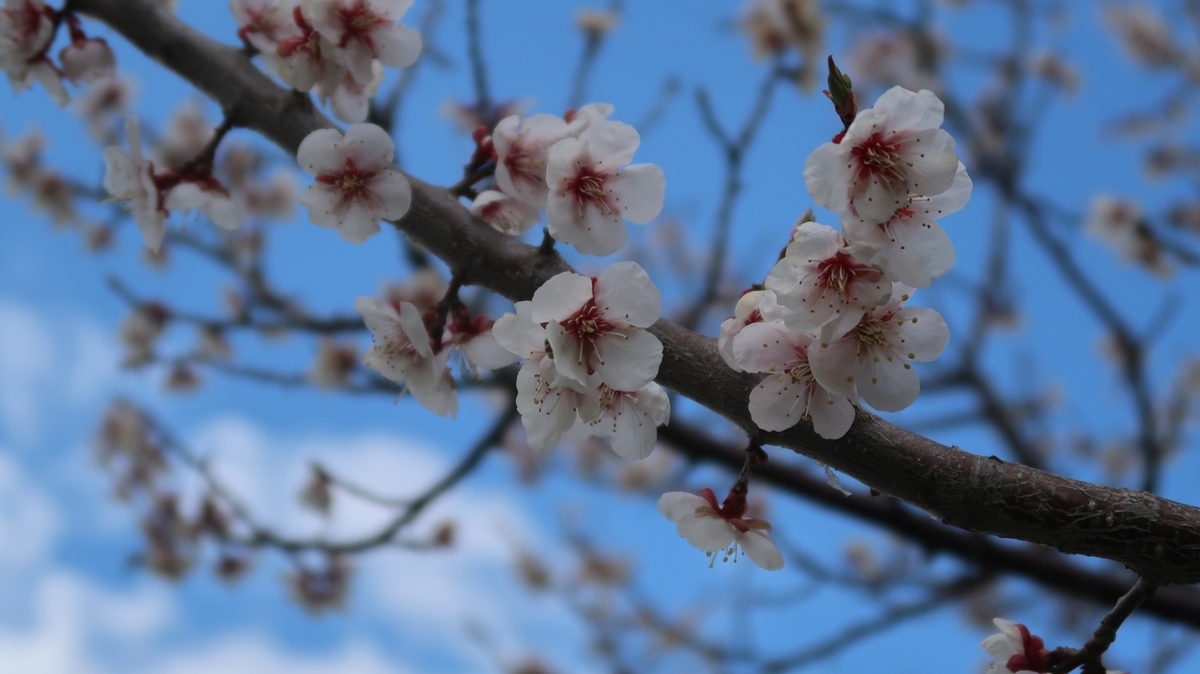 f:id:shirokumapanda:20191118221304j:plain