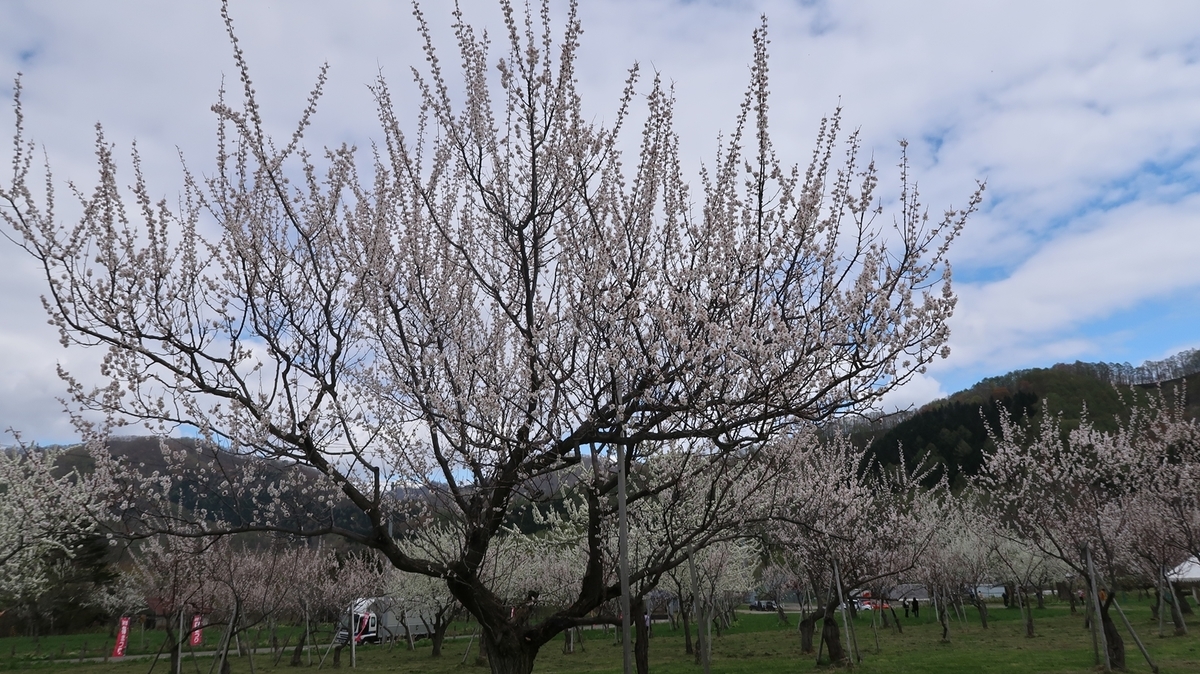 f:id:shirokumapanda:20191118221317j:plain