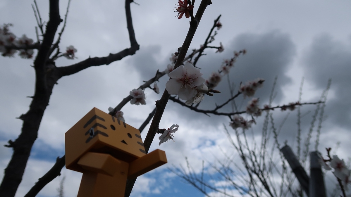 f:id:shirokumapanda:20191118221341j:plain
