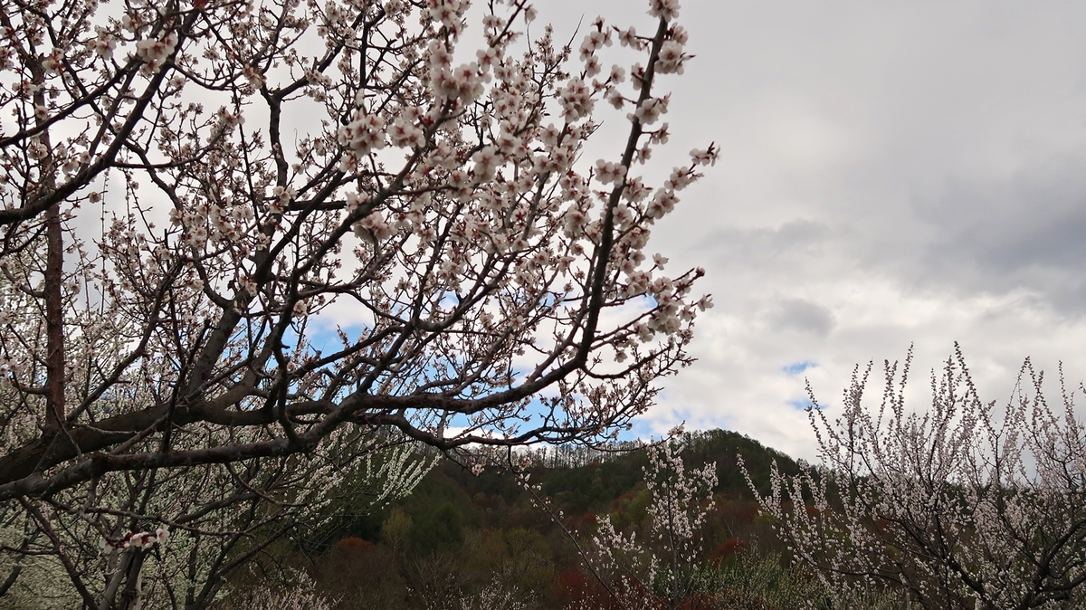 f:id:shirokumapanda:20191118221413j:plain