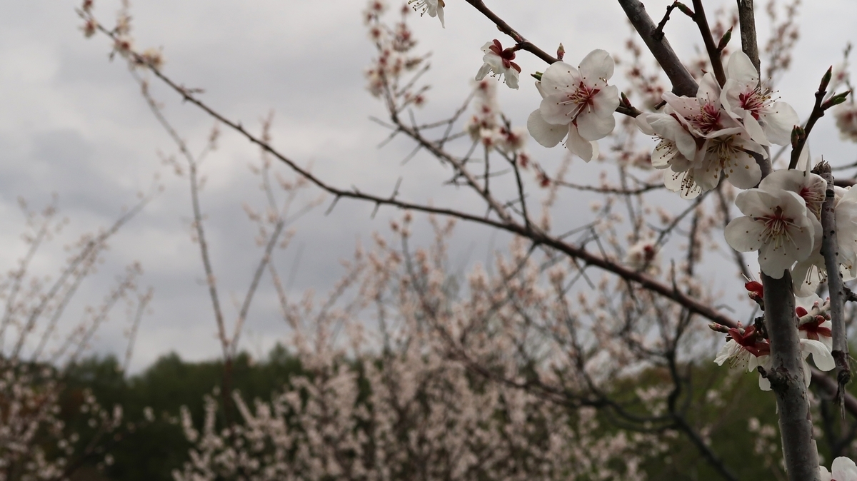 f:id:shirokumapanda:20191118221515j:plain