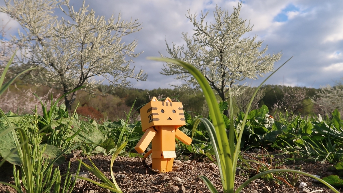 f:id:shirokumapanda:20191118221546j:plain