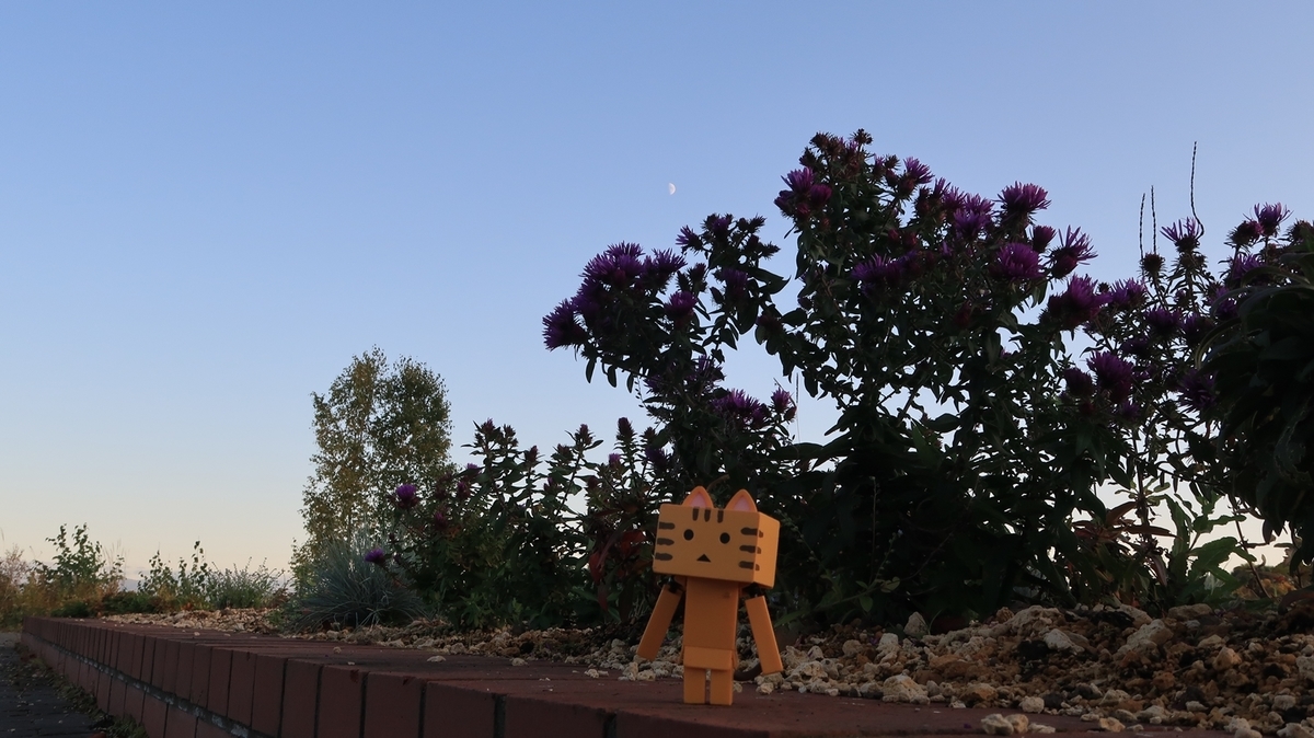 f:id:shirokumapanda:20191130020741j:plain