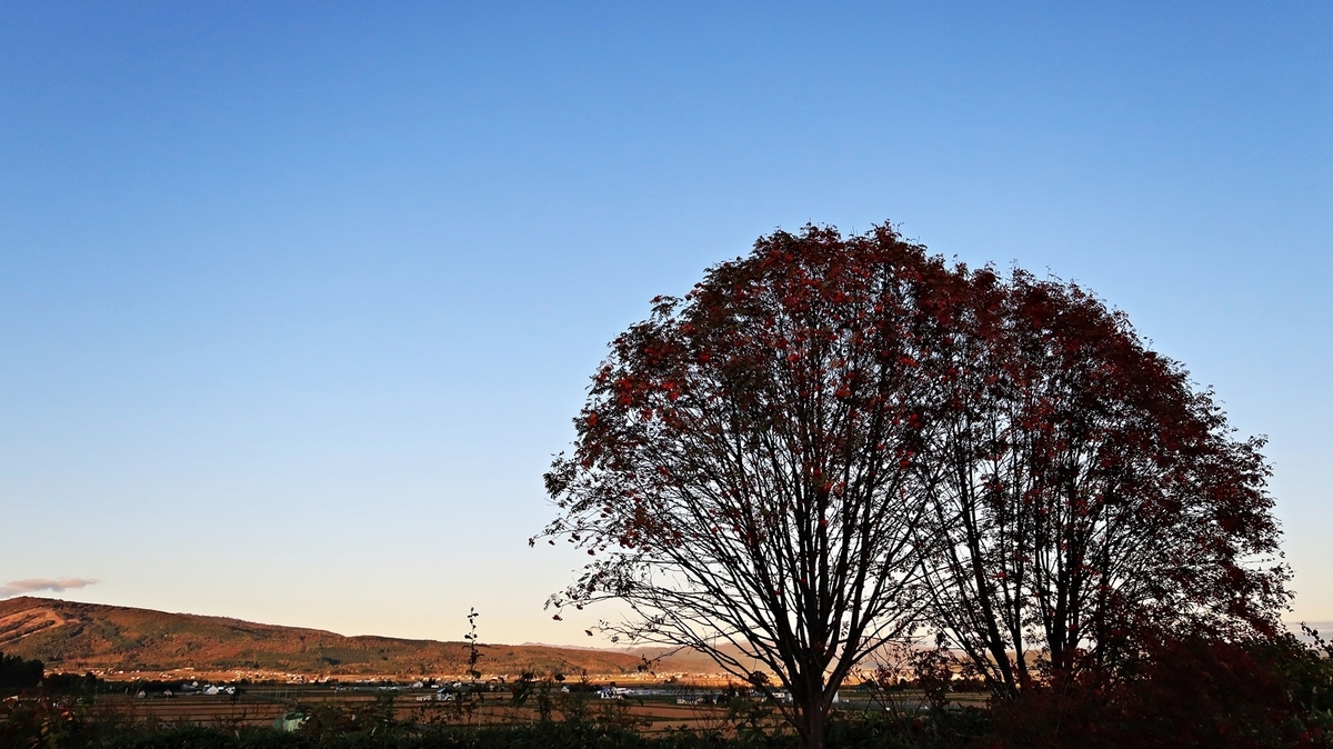 f:id:shirokumapanda:20191130020840j:plain