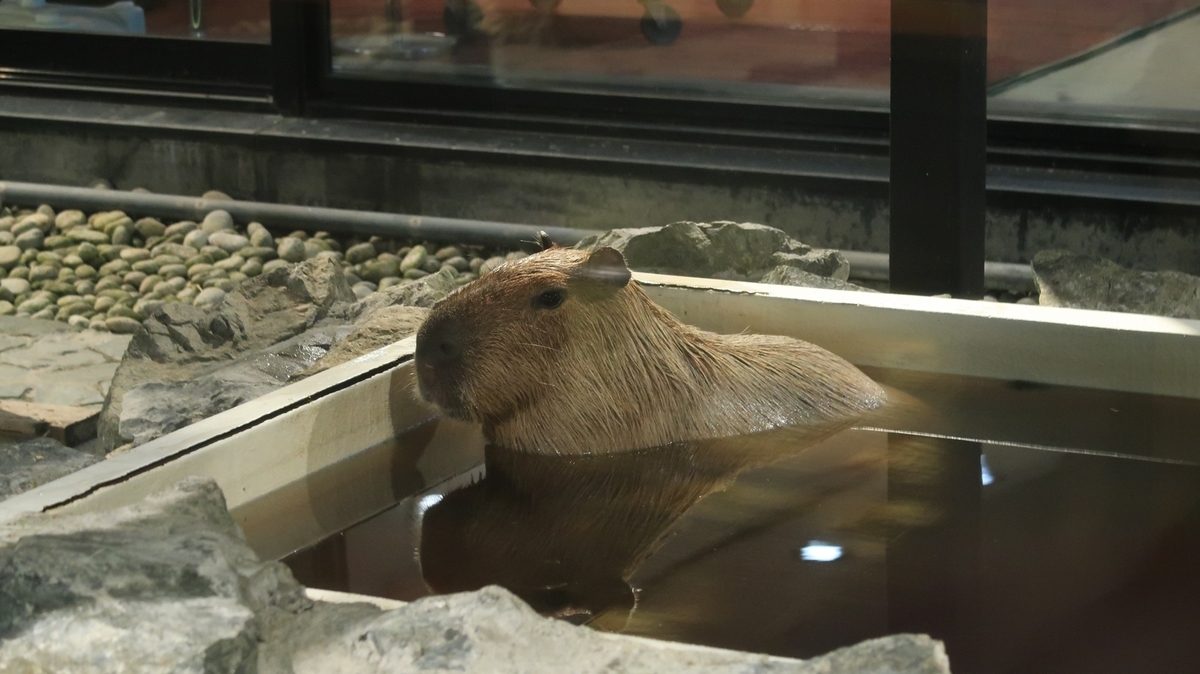 f:id:shirokumapanda:20191214092052j:plain