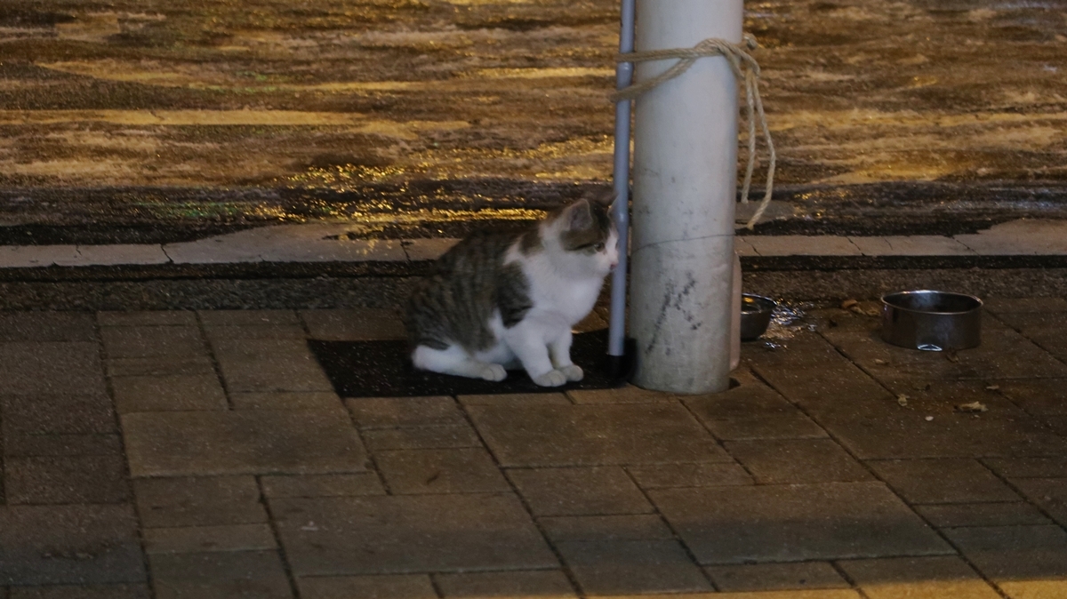 f:id:shirokumapanda:20200130010023j:plain