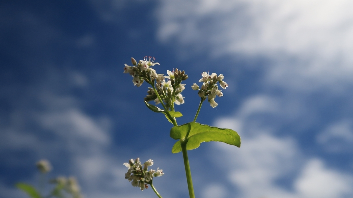 f:id:shirokumapanda:20200201012721j:plain