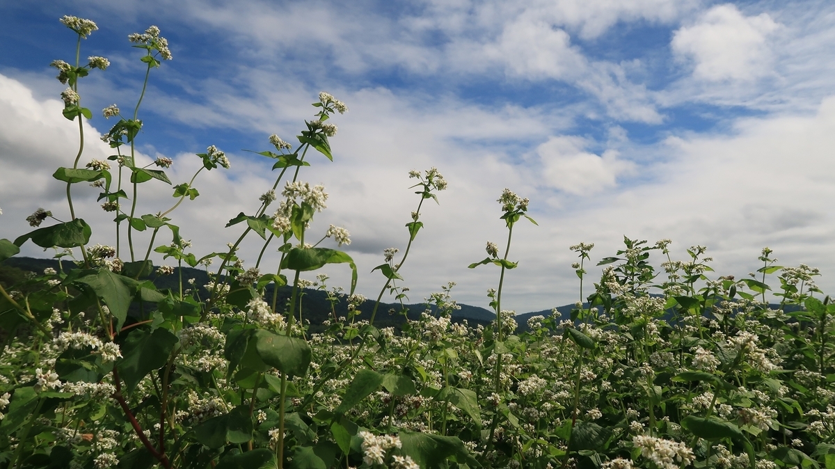 f:id:shirokumapanda:20200201012727j:plain