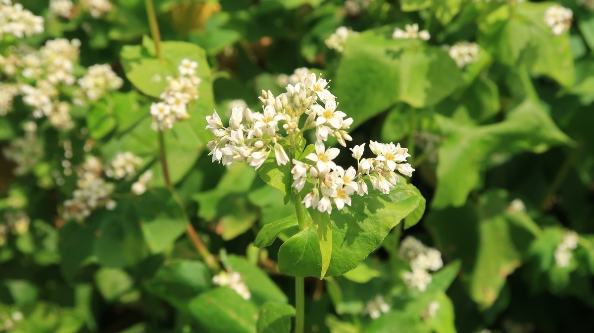 f:id:shirokumapanda:20200201012733j:plain