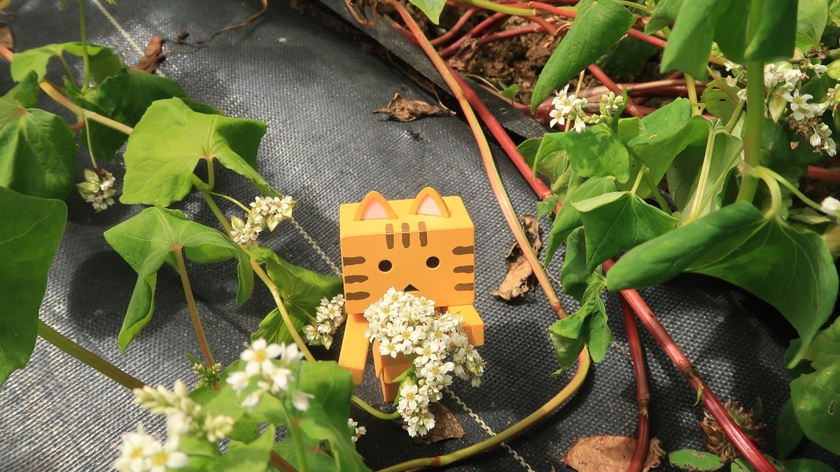 f:id:shirokumapanda:20200201012809j:plain