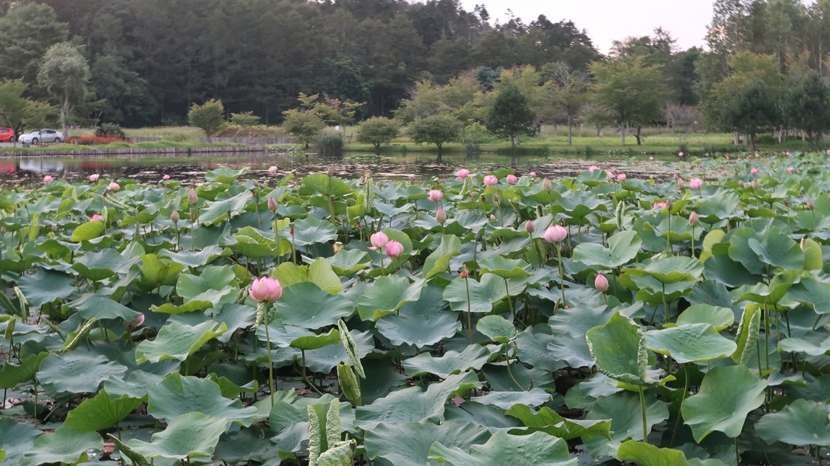 f:id:shirokumapanda:20200413003640j:plain
