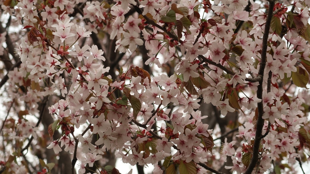 f:id:shirokumapanda:20200523232411j:plain