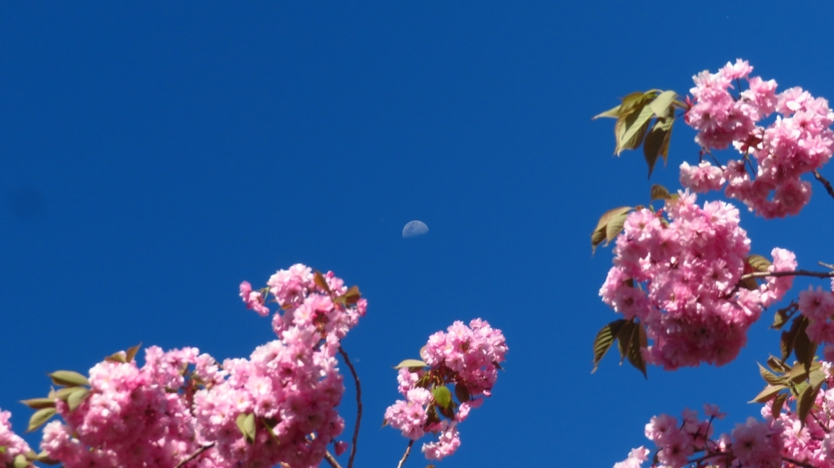 f:id:shirokumapanda:20200531233716j:plain