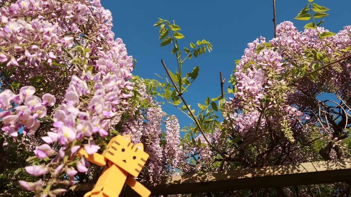 f:id:shirokumapanda:20200531234017j:plain