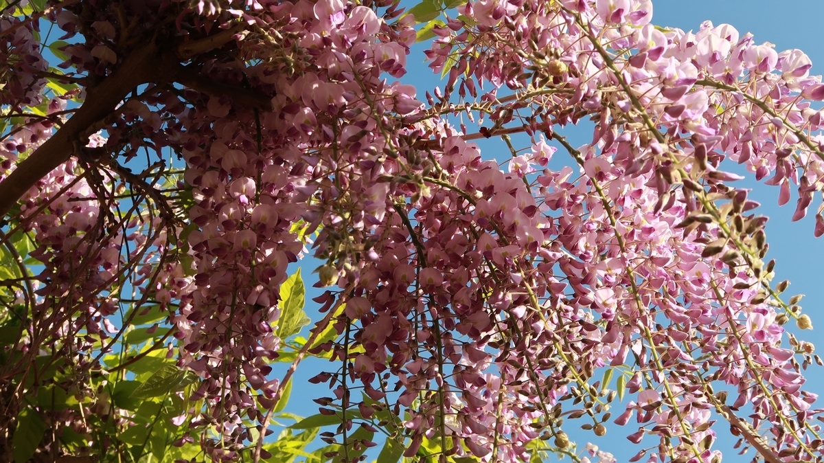 f:id:shirokumapanda:20200531234036j:plain