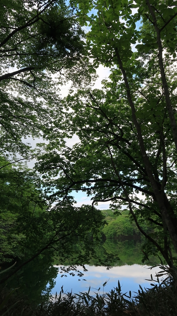 f:id:shirokumapanda:20200607234246j:plain