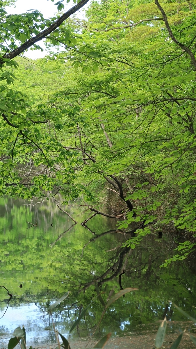 f:id:shirokumapanda:20200607234300j:plain